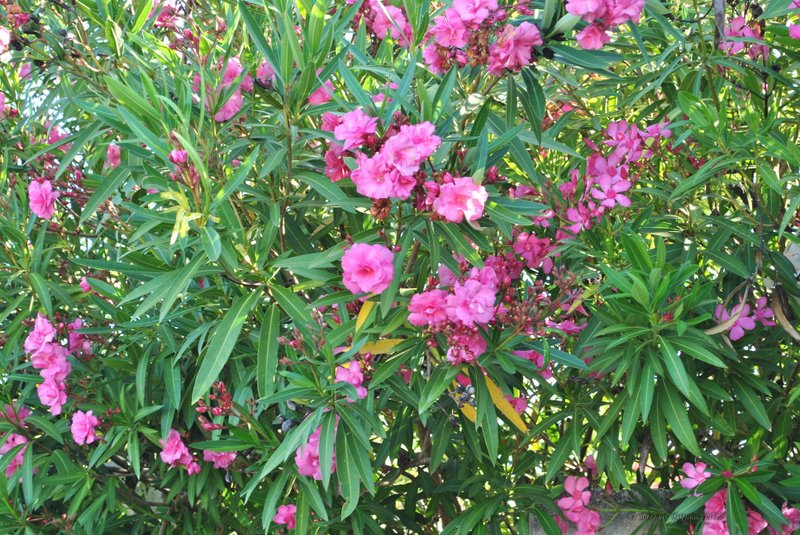 Image 0573_2012-06-06_12-42_D3000.jpg