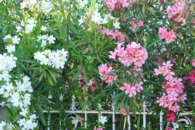 Image 0574_2012-06-06_12-43_D3000.jpg