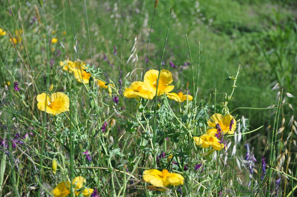 Image 0588_2012-06-07_13-58_D90.jpg
