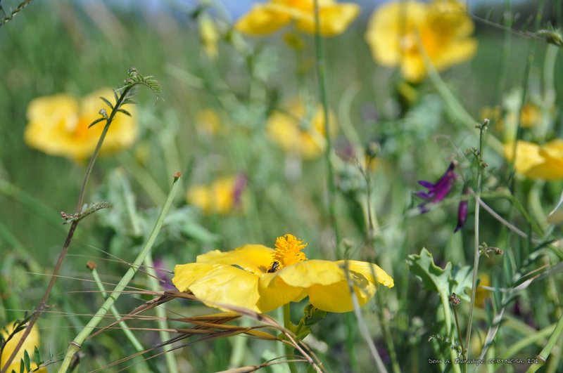 Image 0589_2012-06-07_14-00_D90.jpg