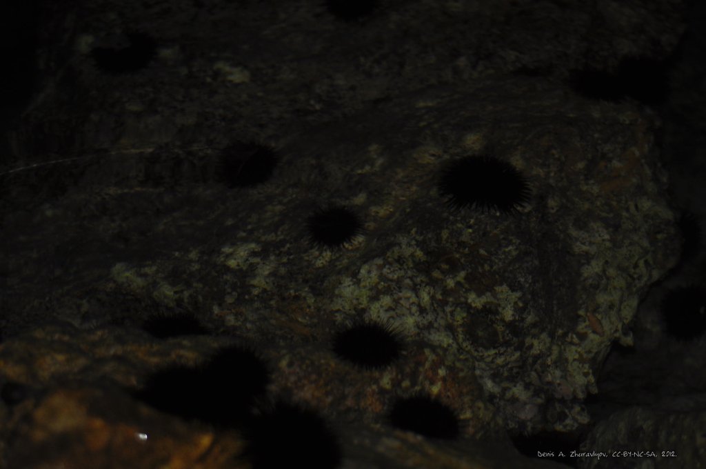 Image 0705_2012-06-10_03-10_D90.jpg