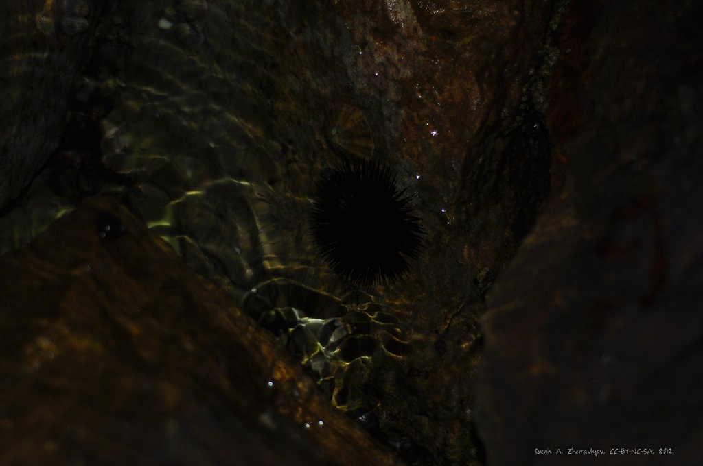 Image 0707_2012-06-10_03-10_D90.jpg