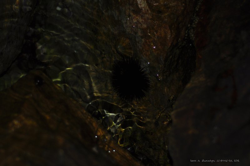 Image 0707_2012-06-10_03-10_D90.jpg