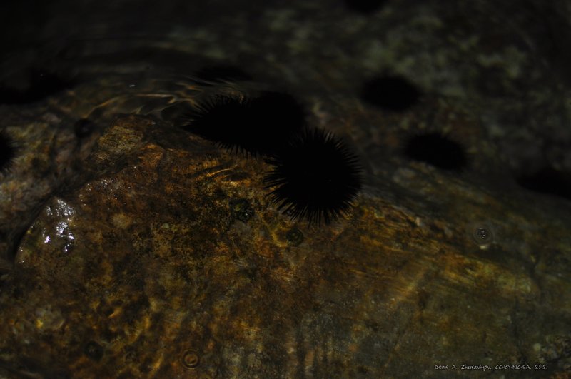 Image 0709_2012-06-10_03-10_D90.jpg