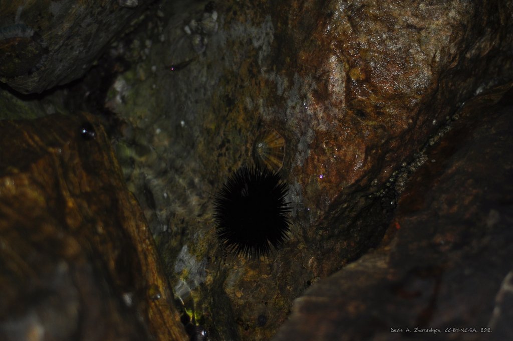 Image 0710_2012-06-10_03-10_D90.jpg