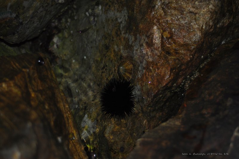 Image 0710_2012-06-10_03-10_D90.jpg