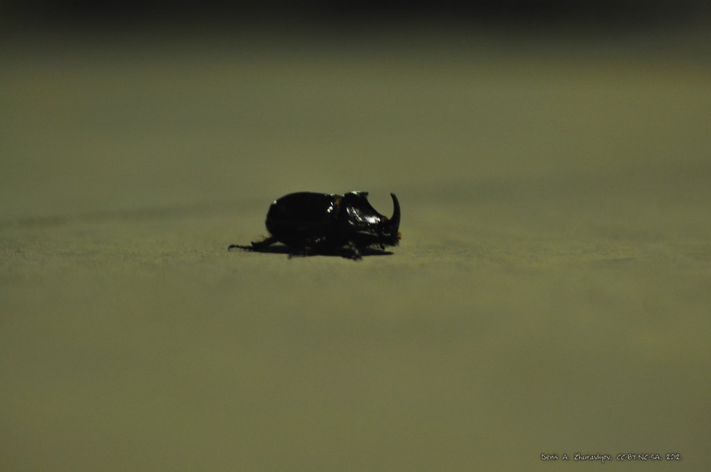 Image 0712_2012-06-10_03-13_D90.jpg