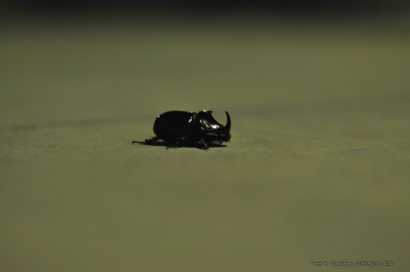 Image 0712_2012-06-10_03-13_D90.jpg