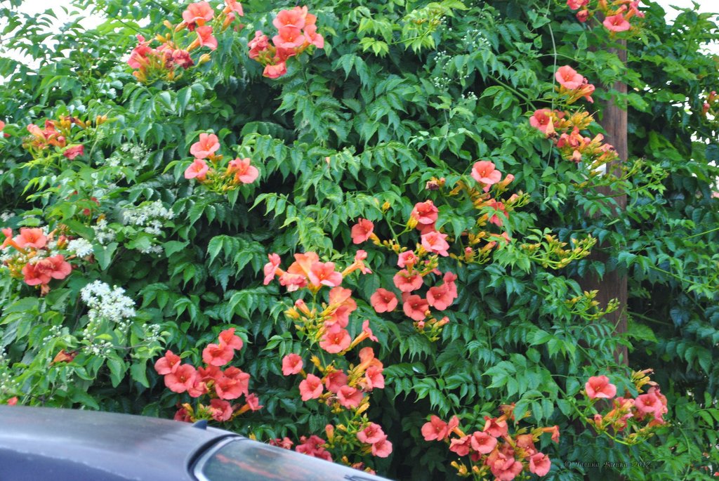 Image 0719_2012-06-10_10-45_D3000.jpg