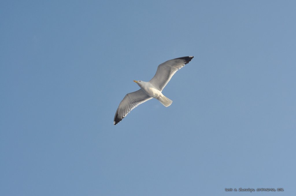 Image 0768_2012-06-10_12-31_D90.jpg