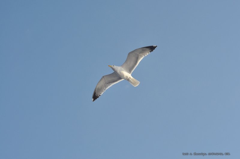 Image 0768_2012-06-10_12-31_D90.jpg