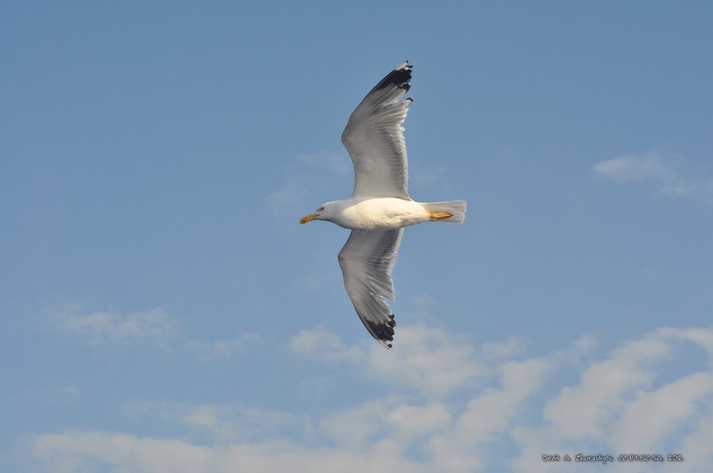 Image 0769_2012-06-10_12-32_D90.jpg