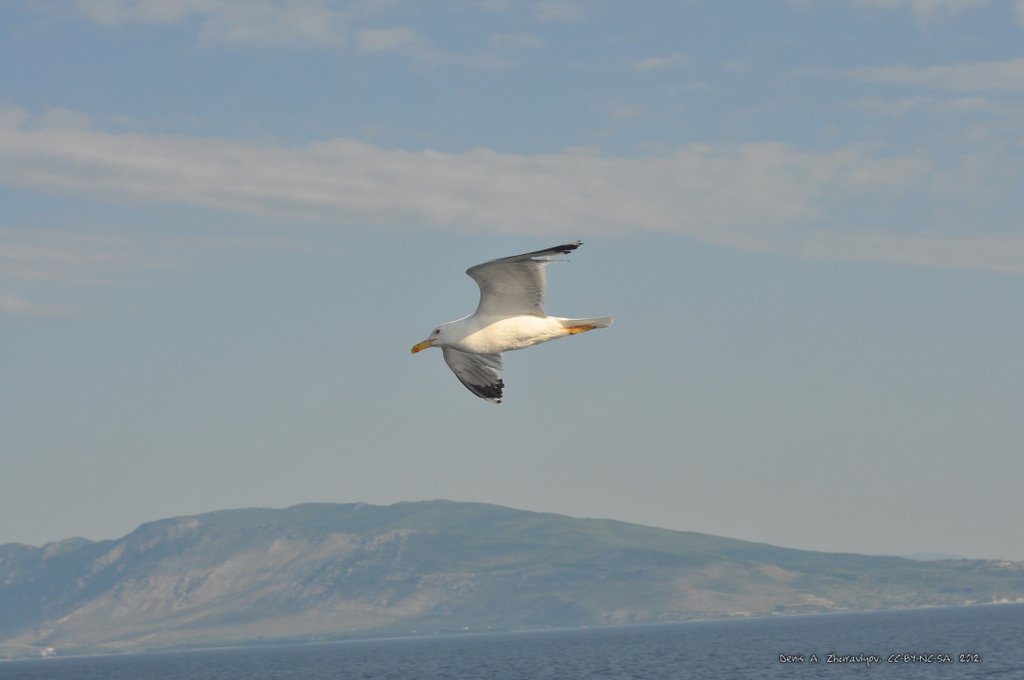 Image 0770_2012-06-10_12-32_D90.jpg