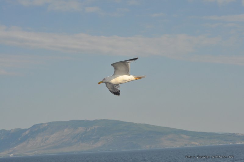 Image 0770_2012-06-10_12-32_D90.jpg