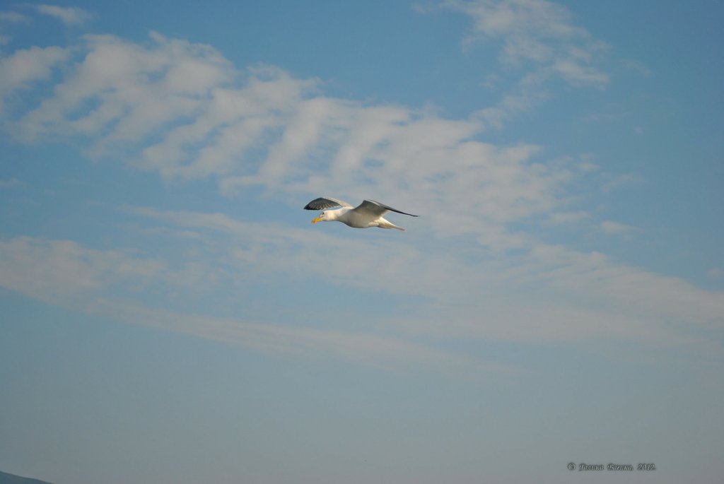 Image 0771_2012-06-10_12-35_D3000.jpg