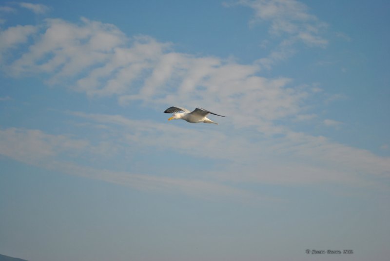 Image 0771_2012-06-10_12-35_D3000.jpg