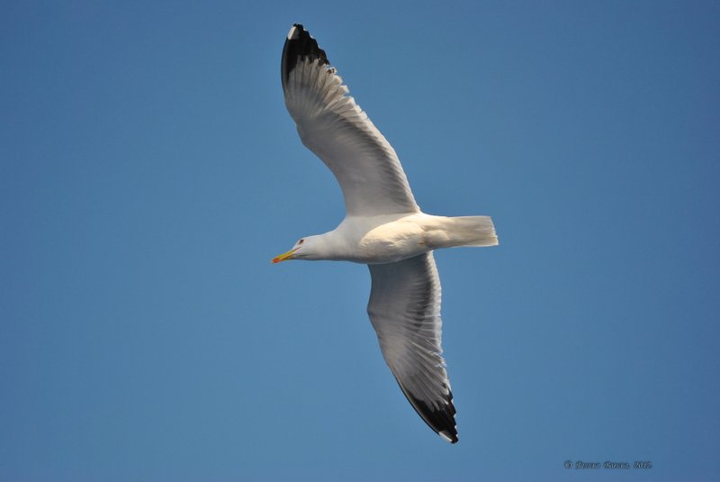 Image 0772_2012-06-10_12-35_D3000.jpg