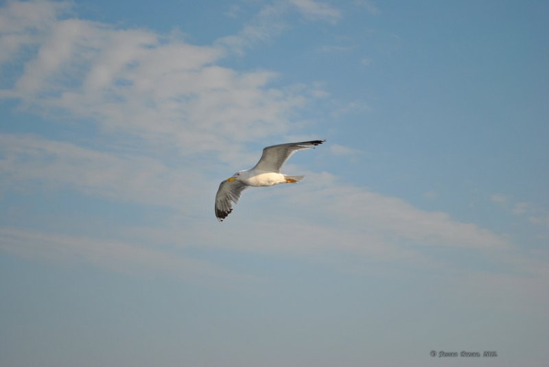 Image 0773_2012-06-10_12-35_D3000.jpg