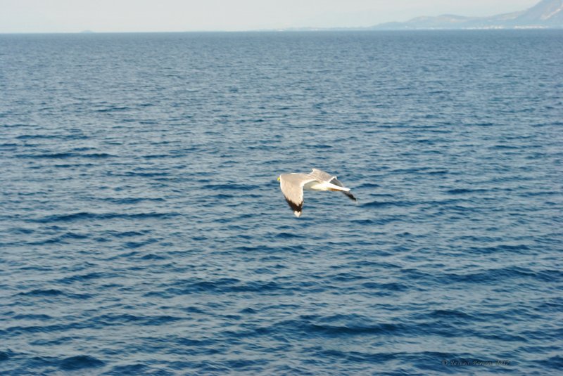 Image 0774_2012-06-10_12-36_D3000.jpg
