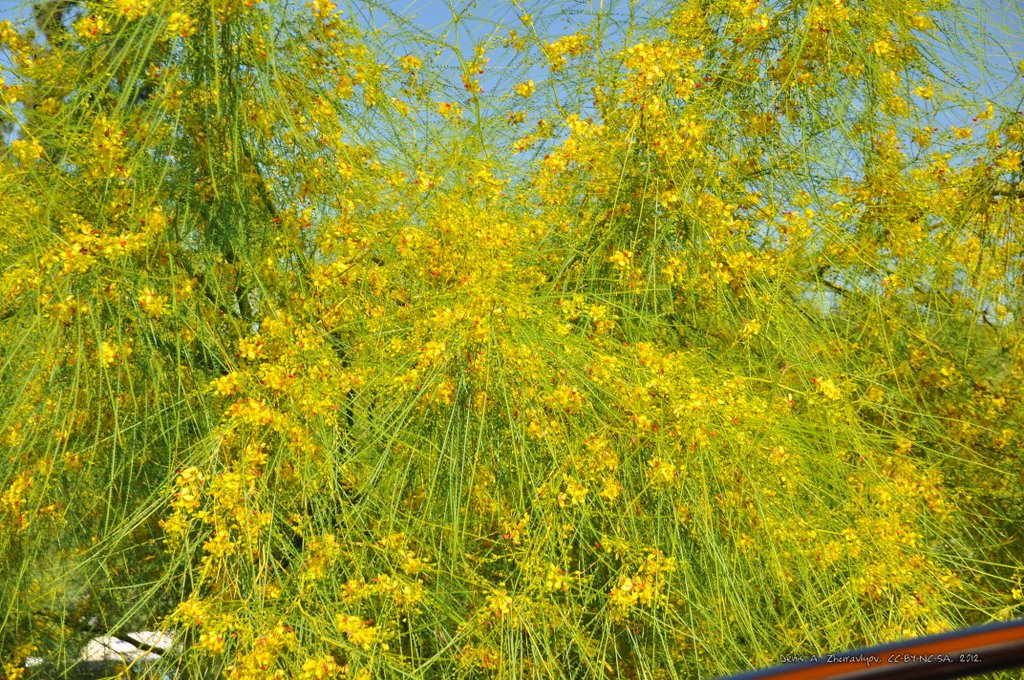 Image 0826_2012-06-11_13-14_D90.jpg