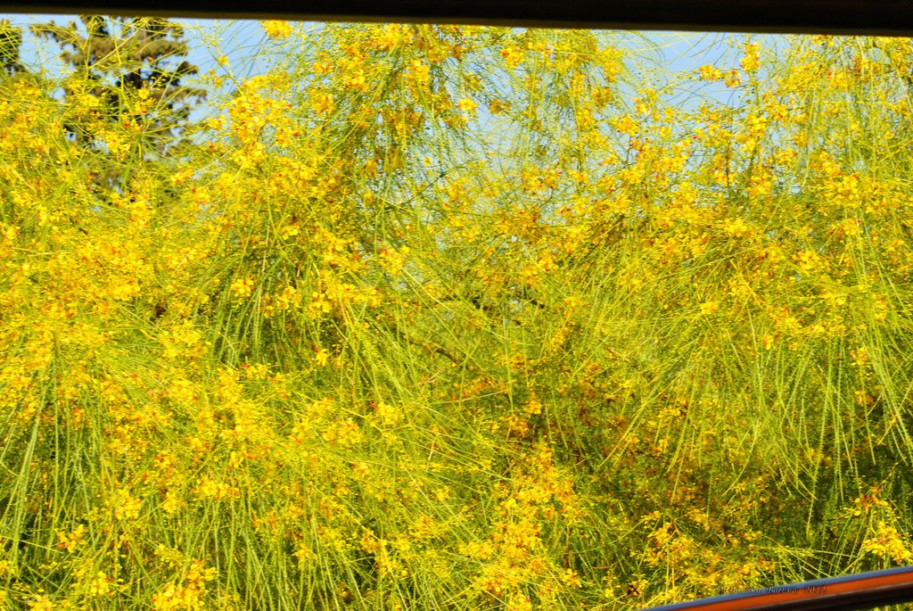 Image 0827_2012-06-11_13-16_D3000.jpg