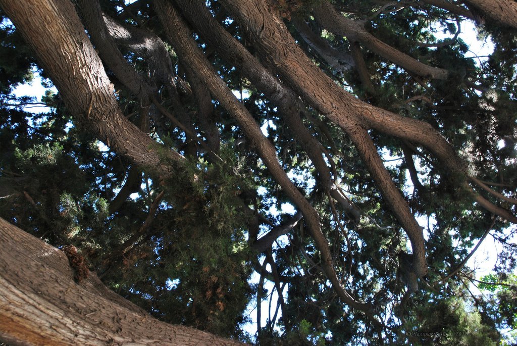 Image 1008_2012-06-11_18-23_D3000.jpg