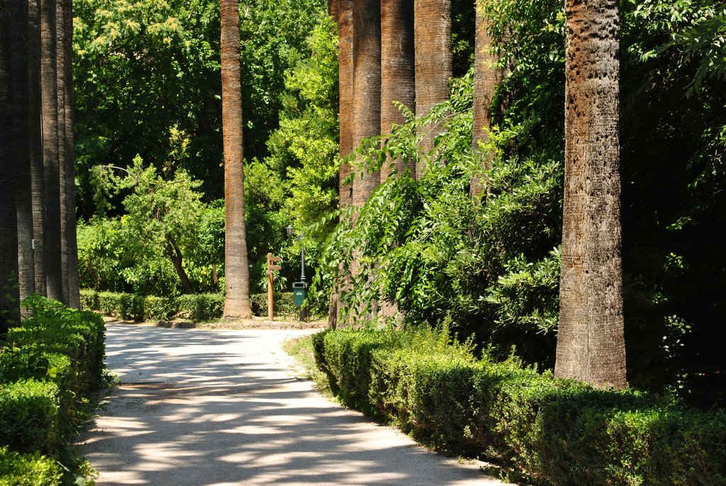 Image 1010_2012-06-11_18-26_D3000.jpg