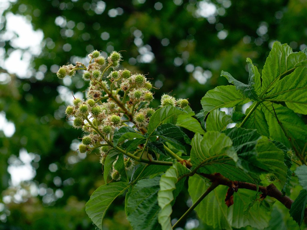 Image _DSC0826_ready.jpg