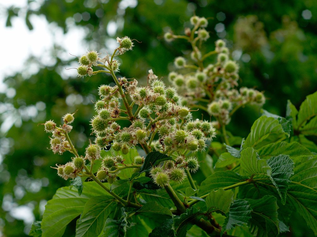 Image _DSC0827_ready.jpg