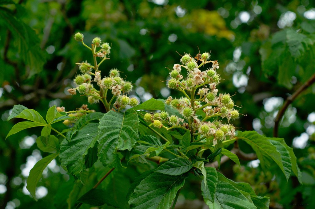 Image _DSC0828_ready.jpg