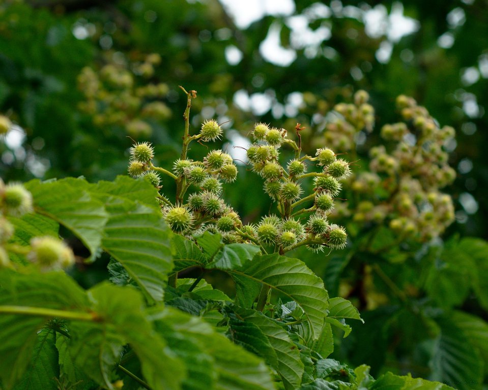 Image _DSC0829_ready.jpg